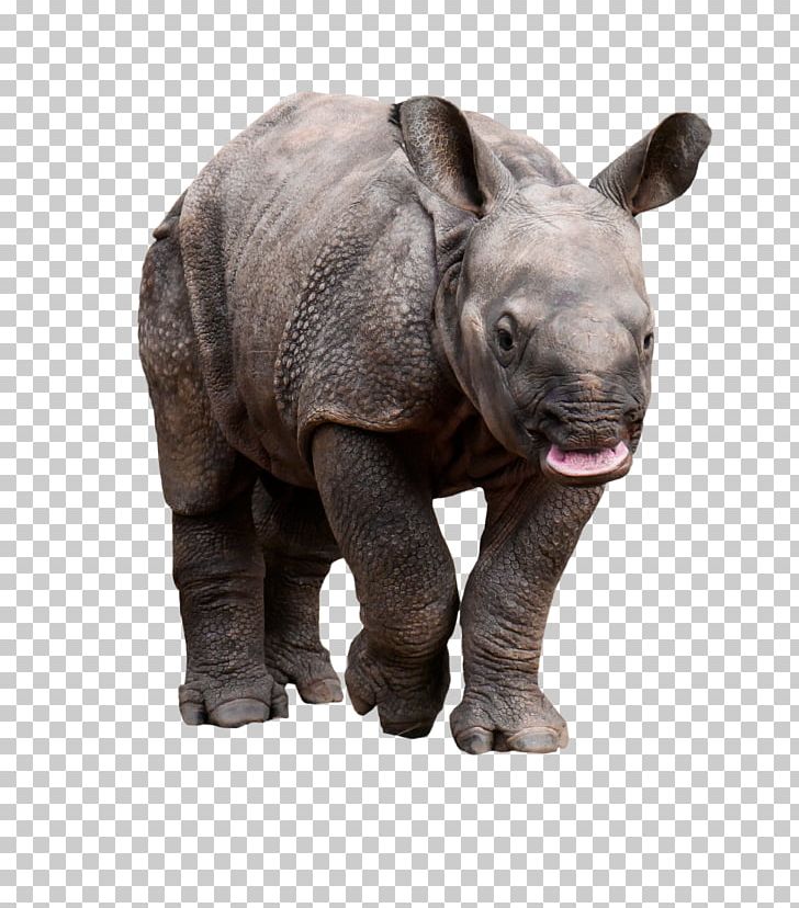 Rhinoceros Wildlife Pachydermata Animal Horn PNG, Clipart, Animal, Black Rhinoceros, Elephant, Fauna, Horn Free PNG Download
