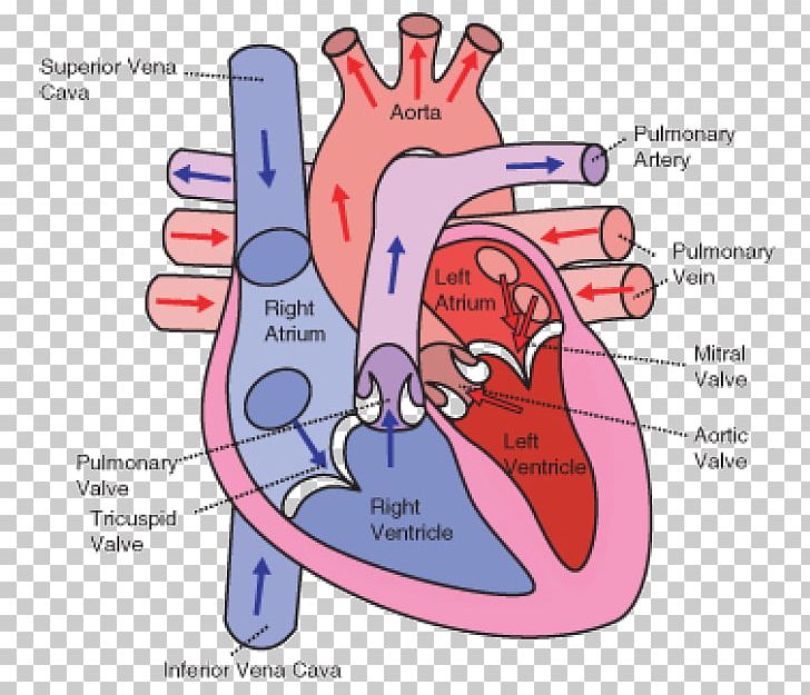 Wiring Diagram Heart Circulatory System Human Body PNG, Clipart, Artery, Blood, Blood Vessel, Cartoon, Chart Free PNG Download