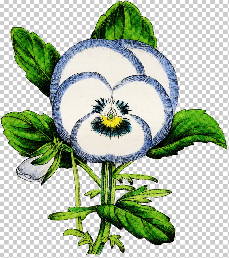 Flower Plant Violet Family Wildflower Pansy PNG, Clipart, Flower, Pansy, Plant, Violet Family, Wildflower Free PNG Download