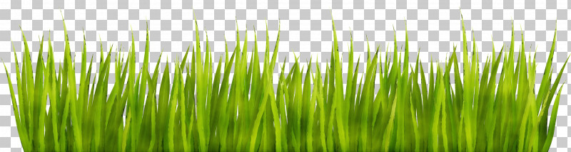 Green Grass Vegetation Wheatgrass Plant PNG, Clipart, Fodder, Grass, Grass Family, Grassland, Green Free PNG Download