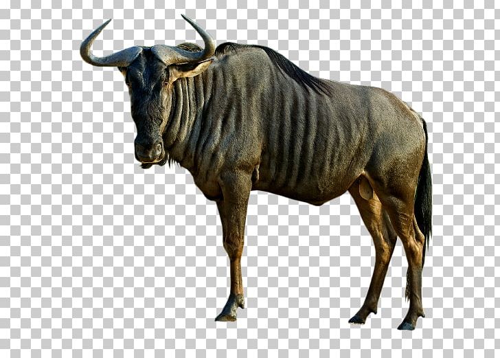 Black Wildebeest Animal Antelope Blue Wildebeest Dog PNG, Clipart, Animal, Animals, Antelope, Black Wildebeest, Blue Wildebeest Free PNG Download