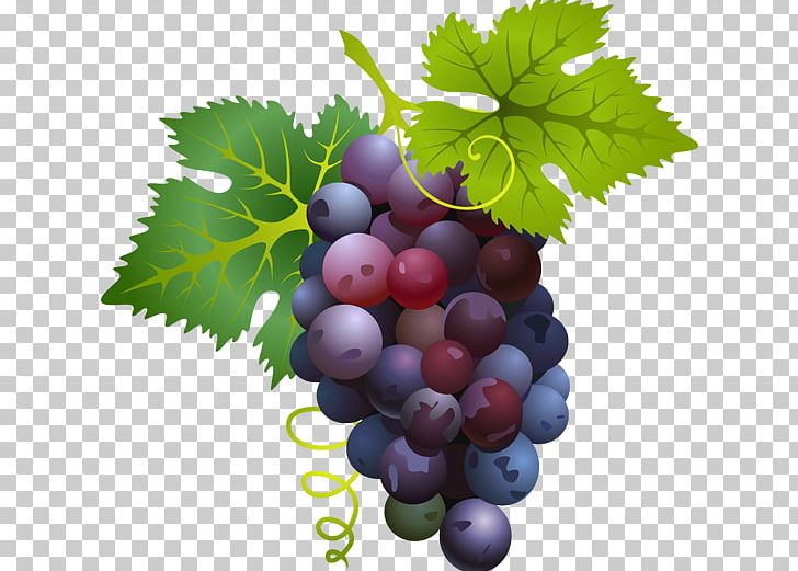 Common Grape Vine Grape Juice Fruit PNG, Clipart, Berry, Bilberry, Com, Food, Free Content Free PNG Download