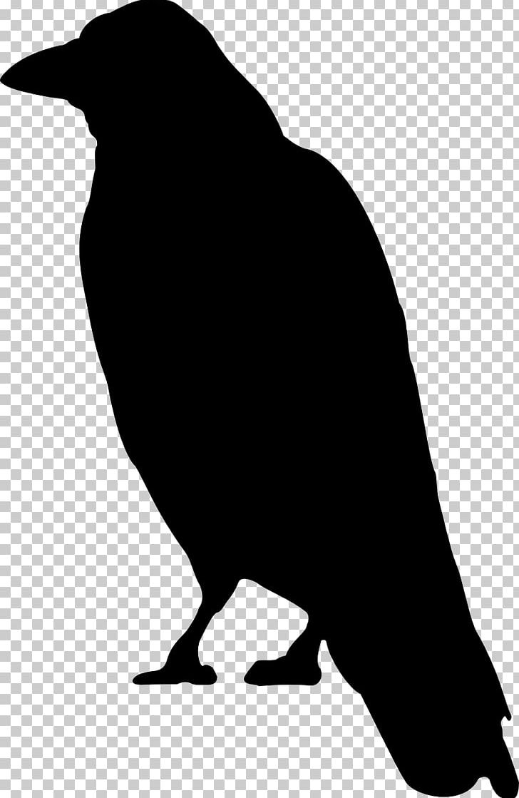 Crow Cartoon PNG, Clipart, Animals, Art, Beak, Bird, Black And White Free  PNG Download