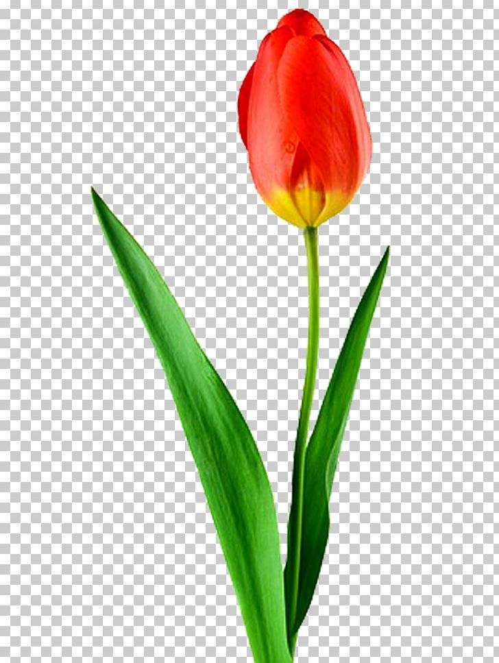 Tulip Desktop Flower High-definition Television Display Resolution PNG, Clipart, 4k Resolution, 8k Resolution, 2160p, Bud, Cut Flowers Free PNG Download