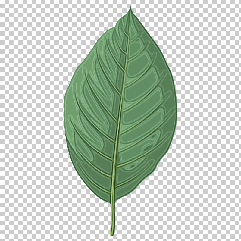 Leaf Biology Science Plant Structure Plant PNG, Clipart, Biology, Leaf, Paint, Plant, Plant Structure Free PNG Download