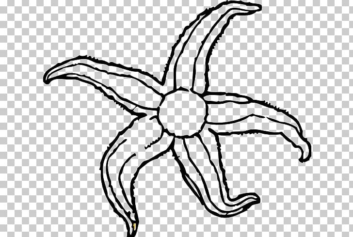 Common Starfish Drawing Blue Sea Star PNG, Clipart, Artwork, Black And White, Color, Coloring Book, Common Starfish Free PNG Download