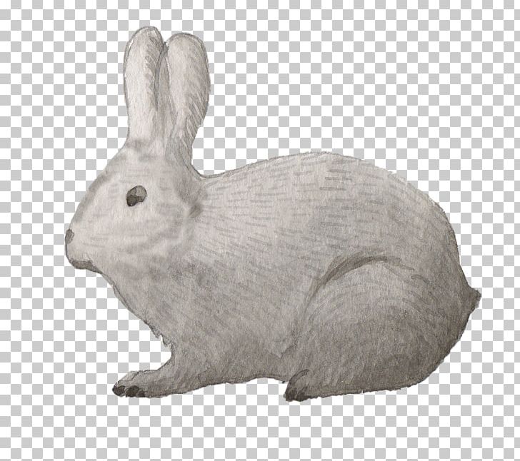 Domestic Rabbit Samsung Galaxy S7 Hare PNG, Clipart, Animal, Animal Figure, Animals, Domestic Rabbit, Drawing Free PNG Download