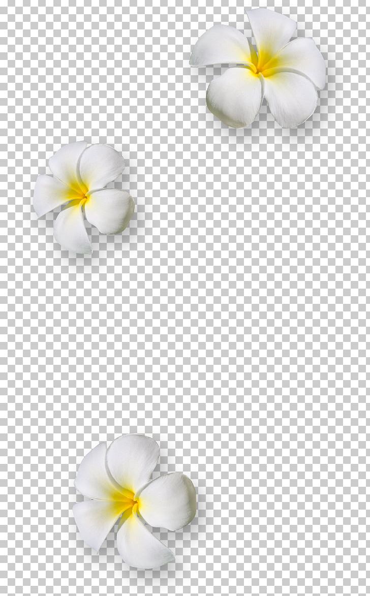 Flower Petal PNG, Clipart, Arumlily, Body Jewelry, Candle, Computer Wallpaper, Download Free PNG Download