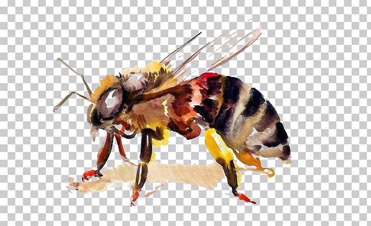 Honey Bee Hornet Watercolor Painting PNG, Clipart, Animal, Art, Arth, Bee, Bee Hive Free PNG Download