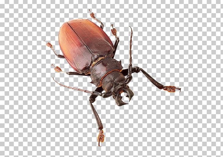 Japanese Rhinoceros Beetle Insect PNG, Clipart, Animals, Arthropod, Beetle, Computer Icons, Download Free PNG Download