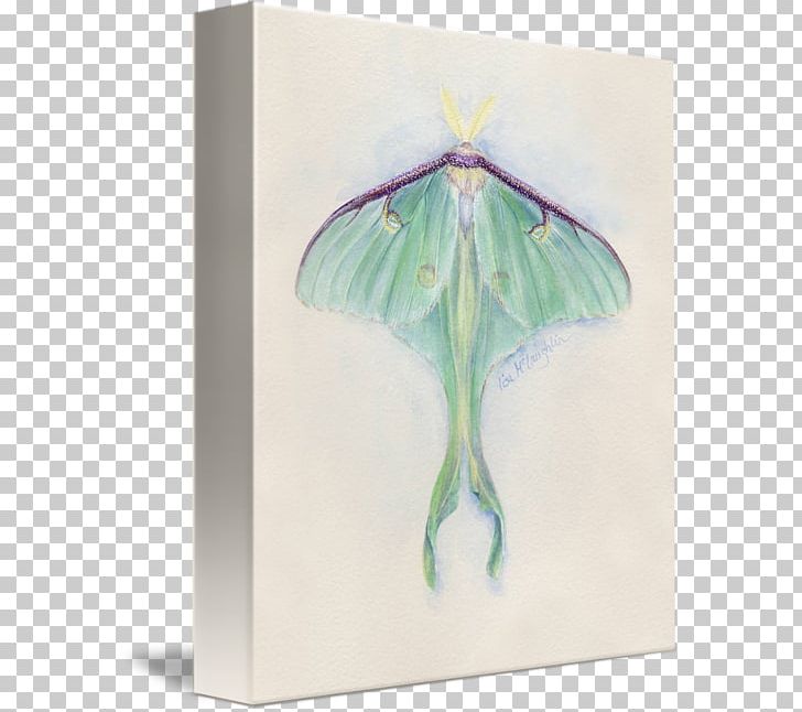 Moth PNG, Clipart, Butterfly, Canvas, Frame, Independent, Insect Free PNG Download
