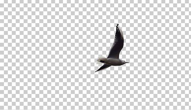 Seabird Flight Beak PNG, Clipart, Animals, Beak, Bird, Fauna, Flight Free PNG Download