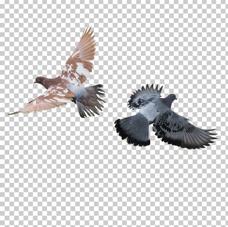 Rock Dove Columbidae Bird PNG, Clipart, Animals, Beak, Bird, Columbidae, Download Free PNG Download