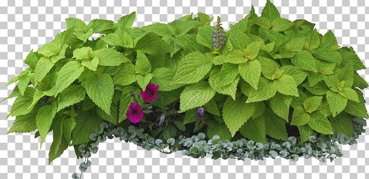 Shrub Tree Garden On Landscape Architecture Herbs & Flowers: Plant PNG, Clipart, Amp, Bushes, Drawing, Eat, Flower Free PNG Download