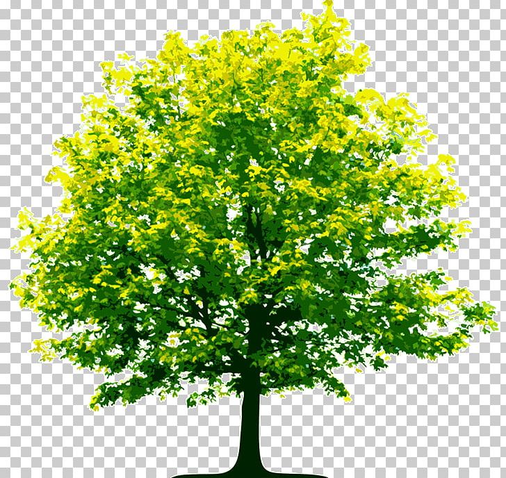 Tree Business Organization PNG, Clipart, Architectural Engineering, Branch, Business, Consultant, Hardwood Free PNG Download