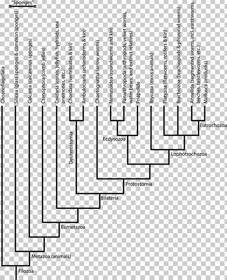 Cambrian Explosion Phylogenetic Tree Ediacaran Biota Animal PNG, Clipart, Angle, Animal, Area, Black And White, Cambrian Free PNG Download