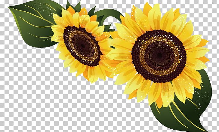 Common Sunflower Euclidean PNG, Clipart, Daisy Family, Encapsulated Postscript, Flower, Flowers, Green Free PNG Download