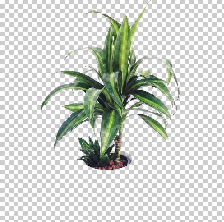 Flowerpot Houseplant Sansevieria Stuckyi Commodity PNG, Clipart, Arecaceae, Arecales, Blomsterbutikk, Commodity, Consumer Free PNG Download
