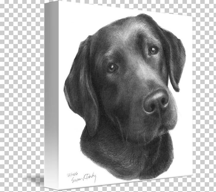 Labrador Retriever Drawing Sketch PNG, Clipart, Art, Art Museum, Black And White, Carnivoran, Companion Dog Free PNG Download