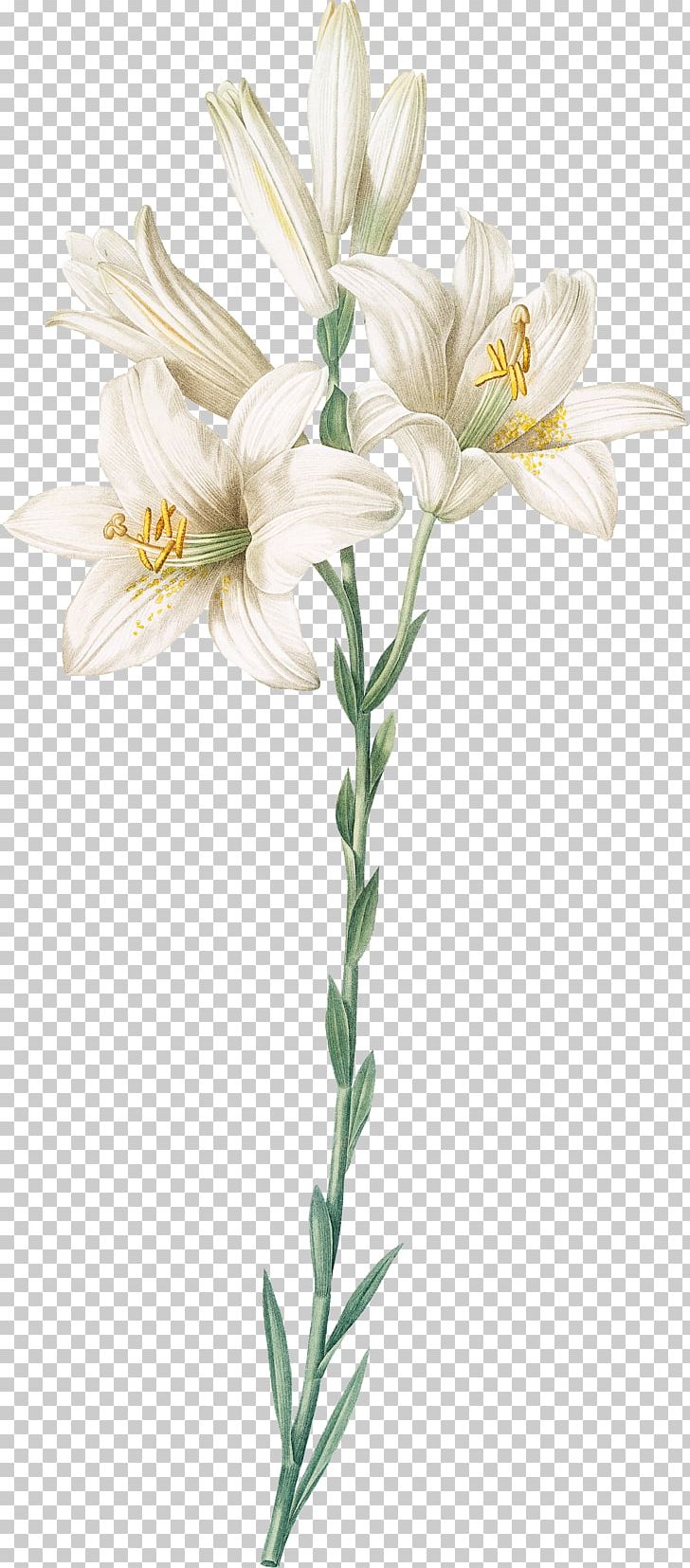 Madonna Lily Orange Lily Botanical Illustration Botany Cut Flowers PNG, Clipart, Amaryllis, Botanical Illustration, Botany, Cut Flowers, Drawing Free PNG Download