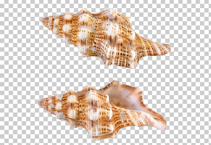 Seashell Conchology PNG, Clipart, Animals, Beach, Conch, Conchology, Free Free PNG Download