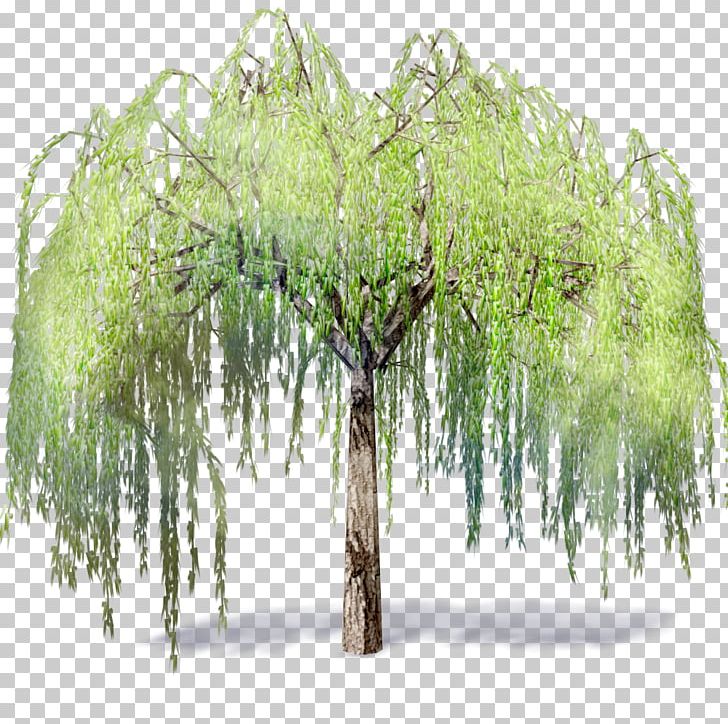 Weeping Willow Tree .dwg Autodesk Revit Building Information Modeling PNG, Clipart, Archicad, Artlantis, Autocad, Autocad Dxf, Autodesk Revit Free PNG Download