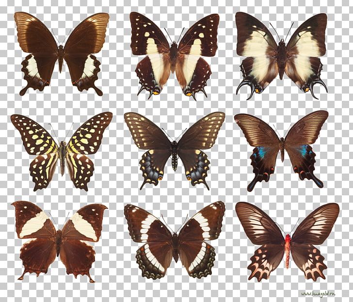 Butterfly Insect Silhouette PNG, Clipart, Arthropod, Brush Footed Butterfly, Butterflies And Moths, Butterfly, Drawing Free PNG Download