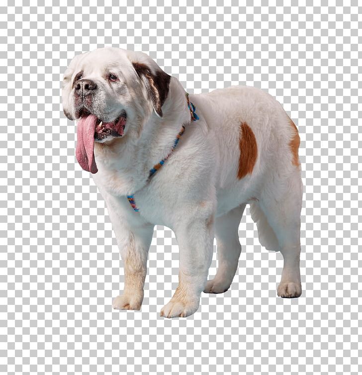 Dog Breed The St. Bernard Mochi Sporting Group PNG, Clipart, Breed, Breed Group Dog, Carnivoran, Companion Dog, Dog Free PNG Download