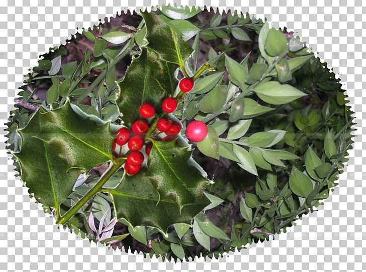 European Spindle Common Holly Blog Plant Holy Family PNG, Clipart, 2017, Blog, Child, Common Holly, Family Free PNG Download