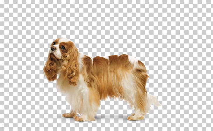 Field Spaniel American Cocker Spaniel Cavalier King Charles Spaniel English Cocker Spaniel PNG, Clipart, American Cocker Spaniel, Breed, Carnivoran, Clumber Spaniel, Companion Dog Free PNG Download