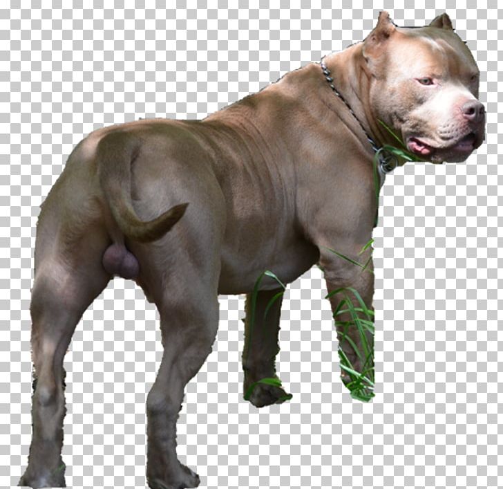 Dog Breed American Pit Bull Terrier PNG, Clipart, American Pit Bull Terrier, Breed, Bull, Bull Terrier, Carnivoran Free PNG Download