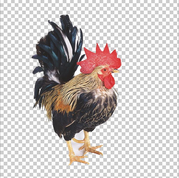 Dutch Bantam Chinese Zodiac Rooster Poultry PNG, Clipart, 2017 Big Cock, Animals, Badminton Shuttle Cock, Bantam, Beak Free PNG Download