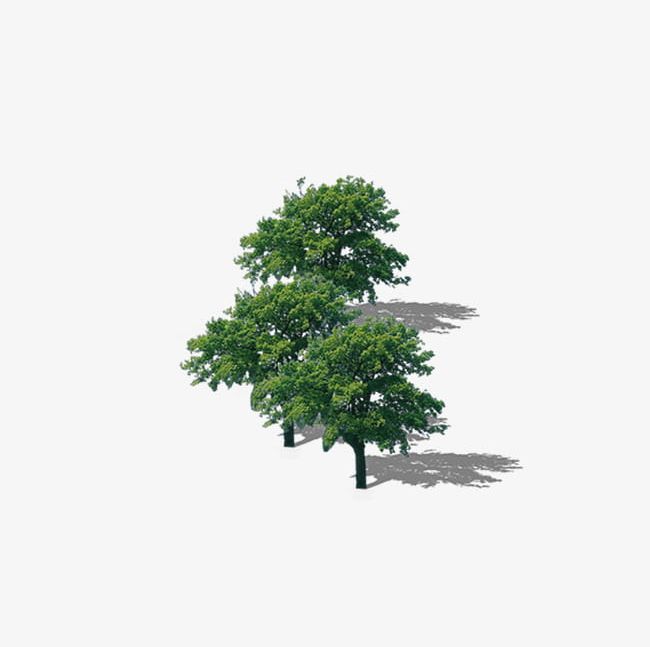 Tree Tree Lush Tree Top PNG, Clipart, Camphor, Camphor Tree, Design, Lush, Lush Clipart Free PNG Download