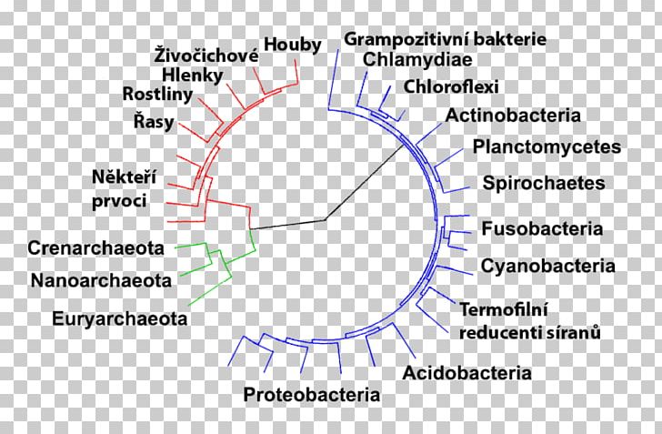 Bacteria Archaeans Domain Kingdom Prokaryote PNG, Clipart, Angle, Angst, Animal, Archaeans, Area Free PNG Download