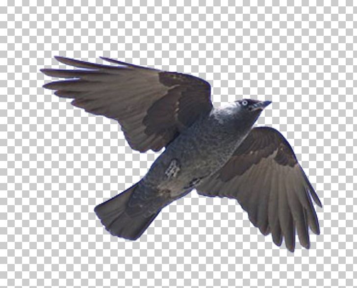 Bird Flight Cuculiformes Western Jackdaw Beak PNG, Clipart, Animals, Archipelago, Beak, Bird, Bird Flight Free PNG Download