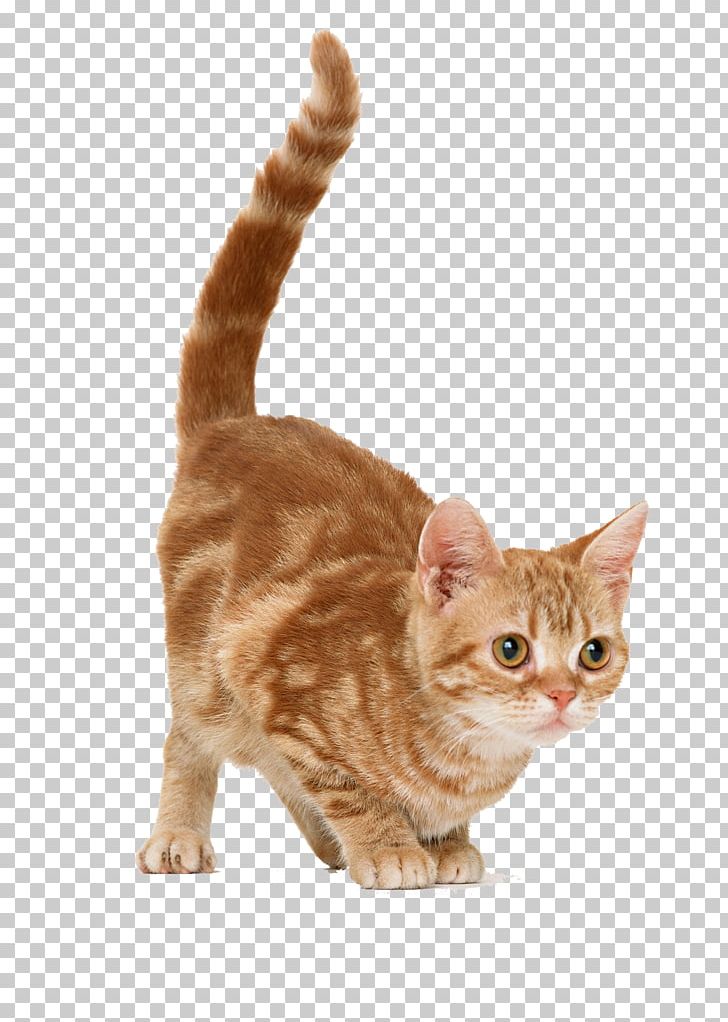 Cat Kitten Mouse Dog PNG, Clipart, American Wirehair, Animal, Animals, Animation, Carnivoran Free PNG Download