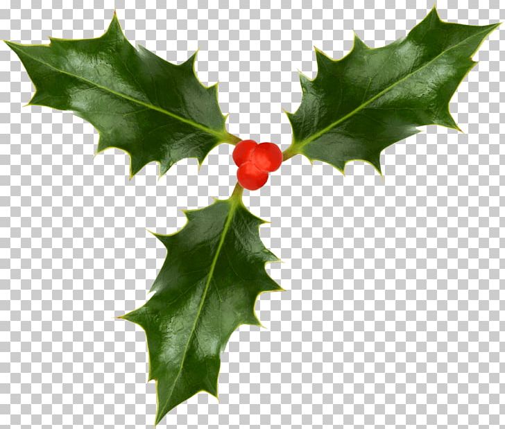 Christmas Tree Common Holly Desktop Christmas Tree PNG, Clipart, Aquifoliaceae, Aquifoliales, Christmas, Christmas And Holiday Season, Christmas Market Free PNG Download