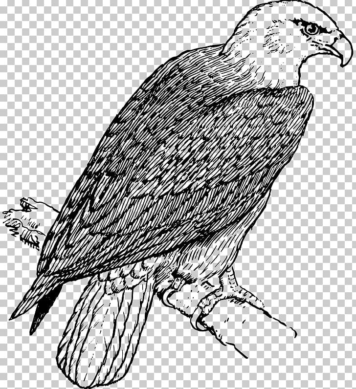 Bald Eagle Coloring Book Adult PNG, Clipart, Accipitriformes, Adult, Animal, Animals, Bald Eagle Free PNG Download