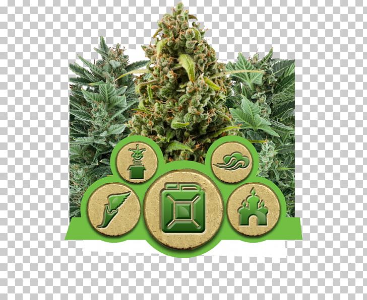 Cannabis Sativa Autoflowering Cannabis Cannabis Cultivation Seed PNG, Clipart, Autoflowering Cannabis, Cannabidiol, Cannabis, Cannabis Cultivation, Cannabis Sativa Free PNG Download