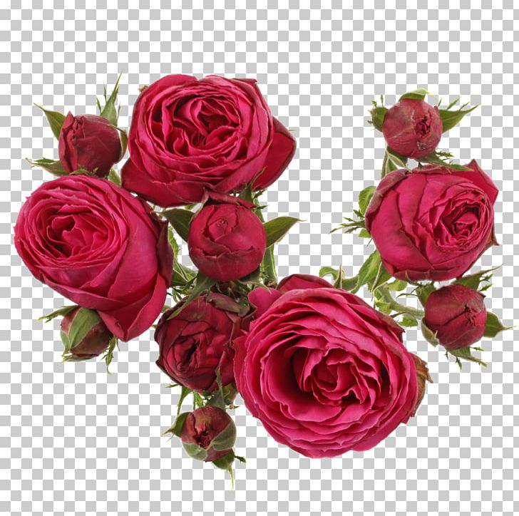 Garden Roses Cabbage Rose Floribunda Floral Design Cut Flowers PNG, Clipart, Artificial Flower, Cut Flowers, Floral Design, Floribunda, Floristry Free PNG Download