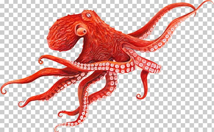 Giant Pacific Octopus Cephalopod Squid PNG, Clipart, Animal, Background, Cephalopod, Common Octopus, Drawing Free PNG Download