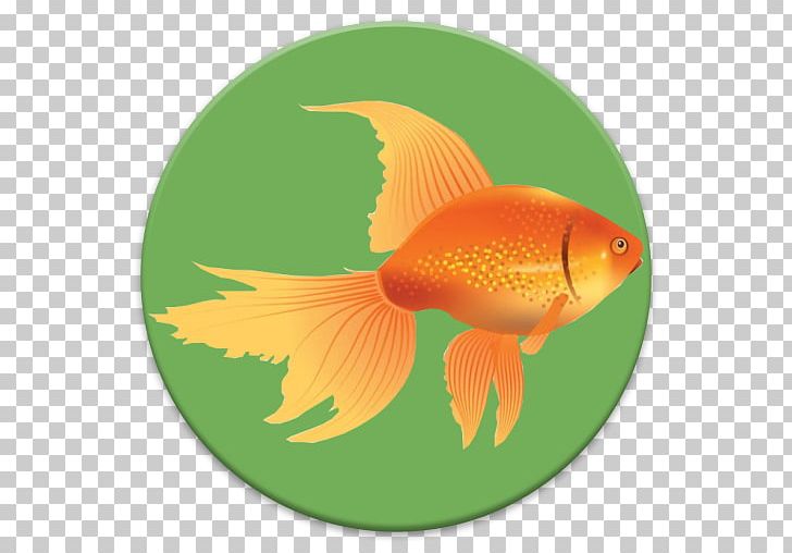 Goldfish Feeder Fish Fin Tail PNG, Clipart, Bony Fish, Feeder Fish, Fin, Fish, Goldfish Free PNG Download