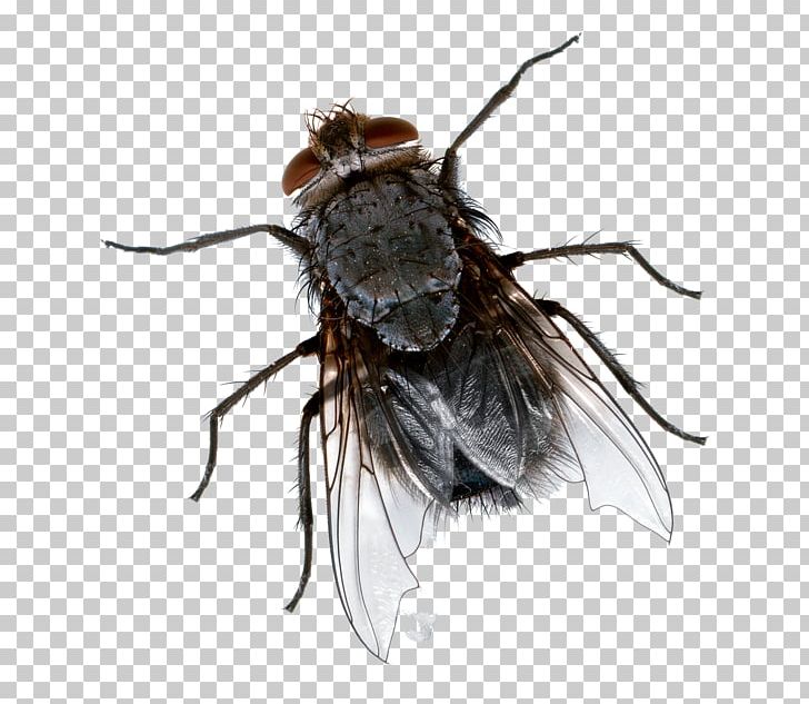 Insect Cockroach Fly-killing Device Mosquito PNG, Clipart, Animals, Arthropod, Bed Bug, Blue Bottle Fly, Bug Zapper Free PNG Download