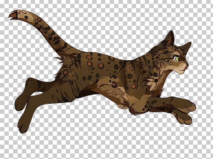 Whiskers California Spangled Wildcat Tabby Cat Fauna PNG, Clipart, California Spangled, Carnivoran, Cat, Cat Like Mammal, Fauna Free PNG Download