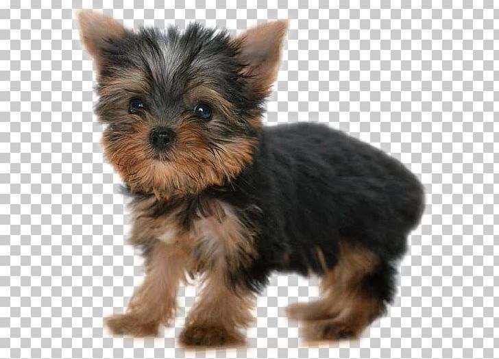Yorkshire Terrier Cat Puppy Dog Grooming Pet PNG, Clipart, Animals, Australian Silky Terrier, Brush, Carnivoran, Cat Free PNG Download