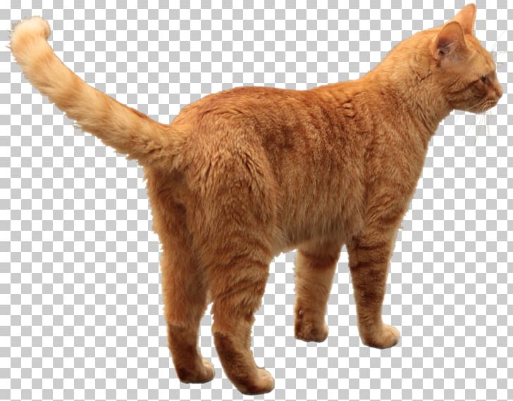 Cats PNG, Clipart, Cats Free PNG Download