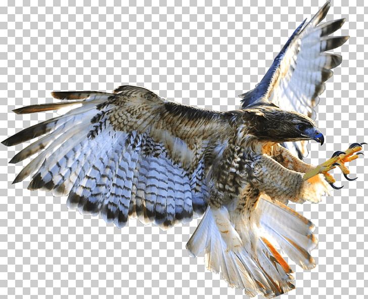 Hawk Azerbaijan Buzzard Eagle Falconry PNG, Clipart, Accipitriformes, Animals, Azerbaijan, Beak, Bird Free PNG Download