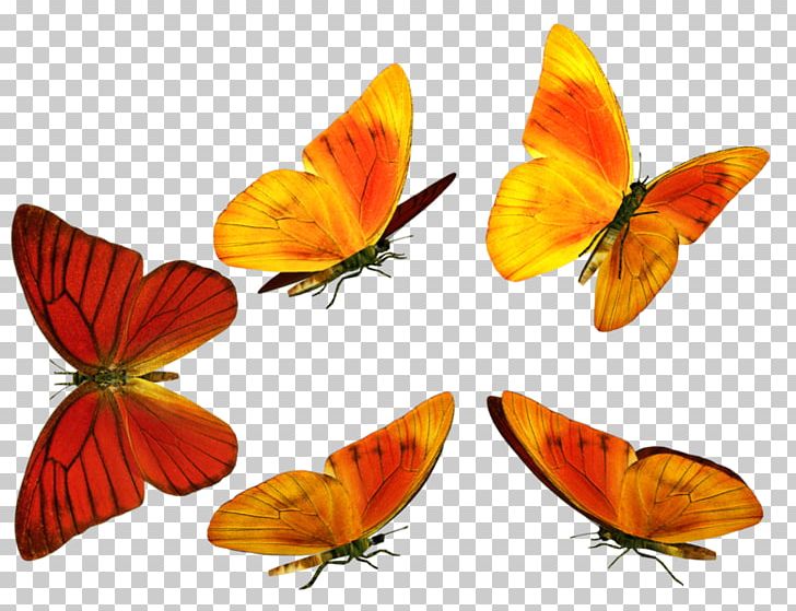 Monarch Butterfly Colias Lycaenidae Pieridae PNG, Clipart, Arthropod, Brush Footed Butterfly, Butterfly, Colias, Eglenceli Free PNG Download