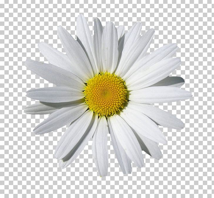 Portable Network Graphics Daisy Family Common Daisy PNG, Clipart, Aster, Camomile, Chamomile, Chrysanths, Common Daisy Free PNG Download