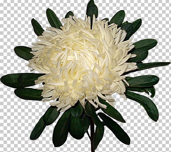 Saint Petersburg Chrysanthemum Flower Garden Roses Transvaal Daisy PNG, Clipart, Chrysanthemum, Chrysanths, Common Sunflower, Cut Flowers, Daisy Family Free PNG Download